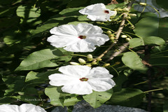 Ipomoea arborescens